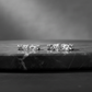 Verigheta Naroa - aur alb